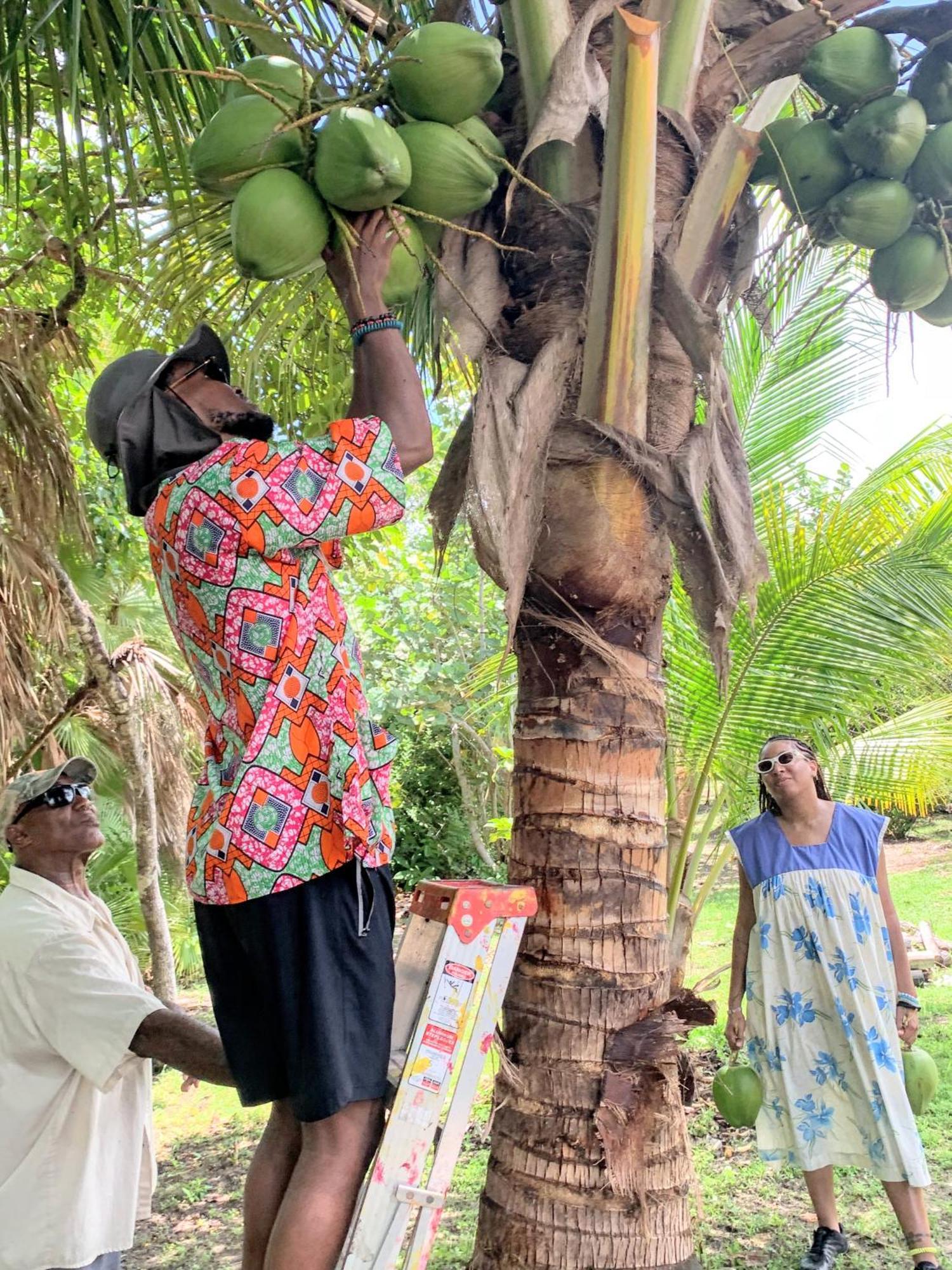 Palmento Grove Garifuna Eco-Cultural & Healing Institute Hopkins Exterior photo