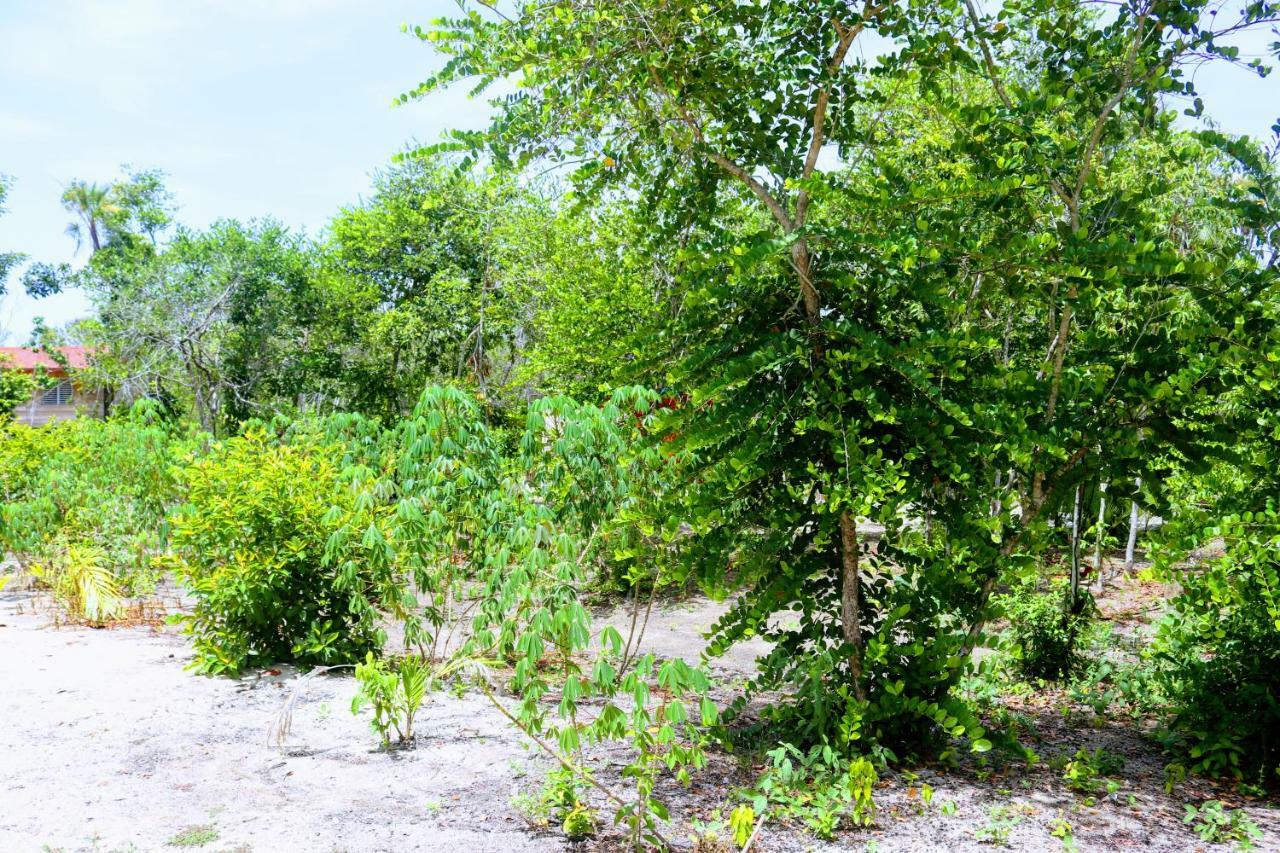 Palmento Grove Garifuna Eco-Cultural & Healing Institute Hopkins Exterior photo